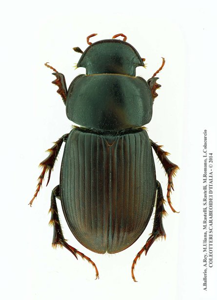 Acrossus siculus siculus, maschio